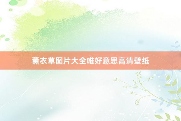 薰衣草图片大全唯好意思高清壁纸